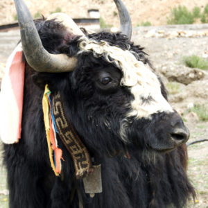 yak