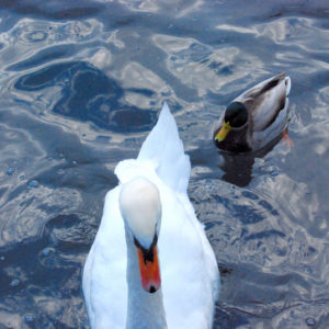 swans in Zurich