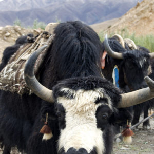 Yak