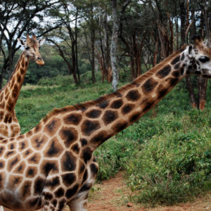 Animal Orphanage and Giraffe Center, Nairobi Kenya - photography by Jenny SW Lee