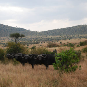 Safari Kenya - photography by Jenny SW Lee