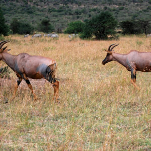 Safari Kenya - photography by Jenny SW Lee