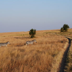 Zebras in safari Kenya - photography by Jenny SW Lee