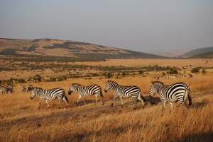 Zebras in safari Kenya - photography by Jenny SW Lee