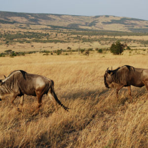 Wildebeest Safari Kenya - photography by Jenny SW Lee