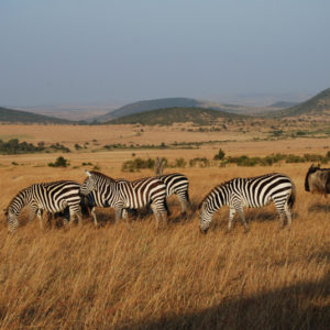 Zebras in safari Kenya - photography by Jenny SW Lee