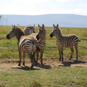 Zebras in safari Kenya - photography by Jenny SW Lee
