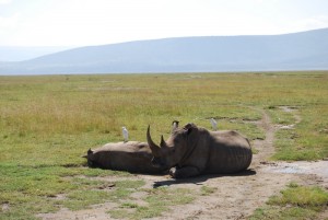 Safari Kenya - photography by Jenny SW Lee