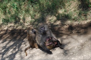 Monkeys in Kenya - photography by Jenny SW Lee