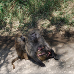 Monkeys in Kenya - photography by Jenny SW Lee