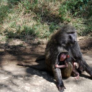 Monkeys in Kenya - photography by Jenny SW Lee