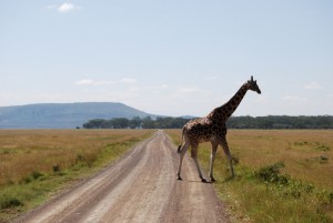 Giraffes in safari Kenya - photography by Jenny SW Lee