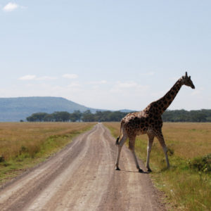 Giraffes in safari Kenya - photography by Jenny SW Lee