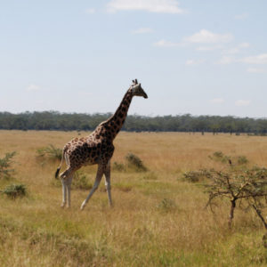 Giraffes in safari Kenya - photography by Jenny SW Lee