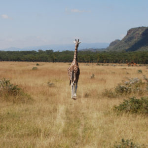 Giraffes in safari Kenya - photography by Jenny SW Lee