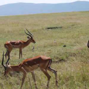 Safari Kenya - photography by Jenny SW Lee
