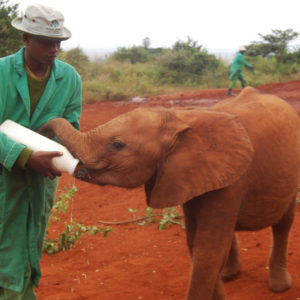 Elephant Nursery and Rehabilitation Center in Kenya - photography by Jenny SW Lee