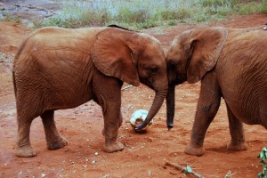 Elephant Nursery and Rehabilitation Center in Kenya - photography by Jenny SW Lee