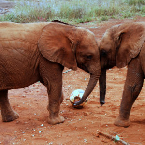 Elephant Nursery and Rehabilitation Center in Kenya - photography by Jenny SW Lee