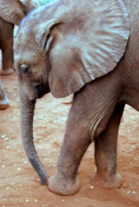 Elephants in the Safari - photography by Jenny SW Lee