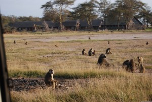 Monkeys in Kenya - photography by Jenny SW Lee
