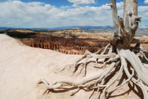 Bryce Canyon National Park, Utah - photography by Jenny SW Lee