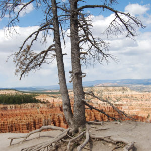 Bryce Canyon National Park, Utah - photography by Jenny SW Lee