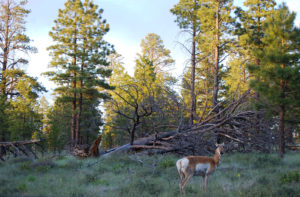Bryce Canyon National Park, Utah - photography by Jenny SW Lee