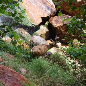 Zion National Park, Utah - photography by Jenny SW Lee