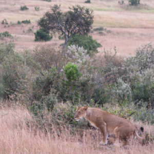 Lions in the Safari (Maasai Mara National Reserve & Amboseli National Park) - photography by Jenny SW Lee