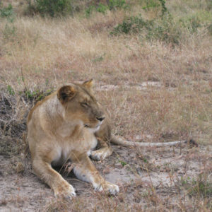 Lions in the Safari (Maasai Mara National Reserve & Amboseli National Park) - photography by Jenny SW Lee