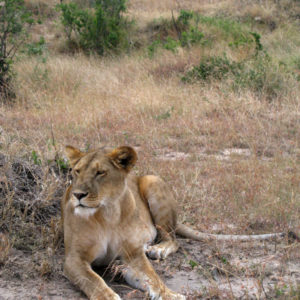 Lions in the Safari (Maasai Mara National Reserve & Amboseli National Park) - photography by Jenny SW Lee