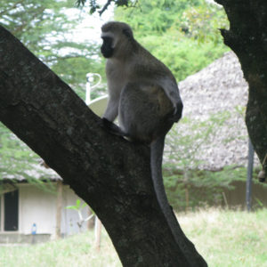 Monkeys in Kenya - photography by Jenny SW Lee