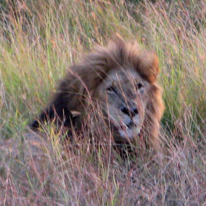 Lions in the Safari (Maasai Mara National Reserve & Amboseli National Park) - photography by Jenny SW Lee