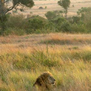 Lions in the Safari (Maasai Mara National Reserve & Amboseli National Park) - photography by Jenny SW Lee