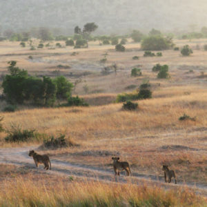 Lions in the Safari (Maasai Mara National Reserve & Amboseli National Park) - photography by Jenny SW Lee