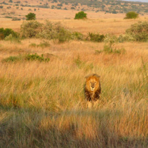 Lions in the Safari (Maasai Mara National Reserve & Amboseli National Park) - photography by Jenny SW Lee