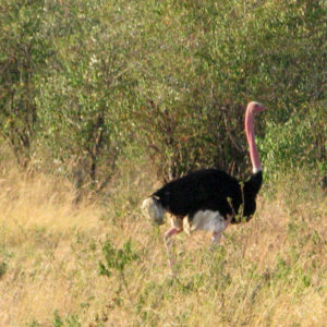 Male ostrich Safari Kenya - photography by Jenny SW Lee