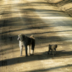 Monkeys in Kenya - photography by Jenny SW Lee