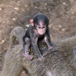 Monkeys in Kenya - photography by Jenny SW Lee