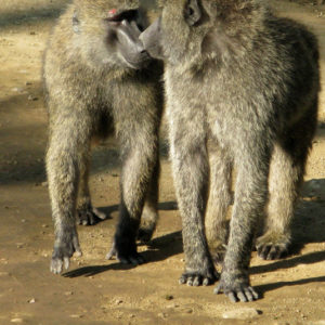 Monkeys in Kenya - photography by Jenny SW Lee