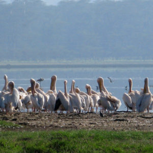 Narok Kenya - photography by Jenny SW Lee