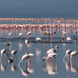 Pink Flamingo Narok Kenya - photography by Jenny SW Lee