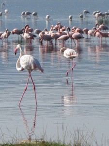 Pink Flamingo Narok Kenya - photography by Jenny SW Lee