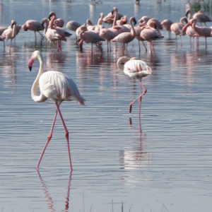 Pink Flamingo Narok Kenya - photography by Jenny SW Lee