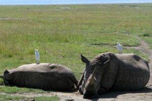 Rhino Safari Kenya - photography by Jenny SW Lee