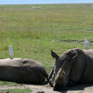 Rhino Safari Kenya - photography by Jenny SW Lee