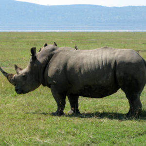 Rhino Safari Kenya - photography by Jenny SW Lee