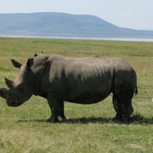 Rhino Safari Kenya - photography by Jenny SW Lee