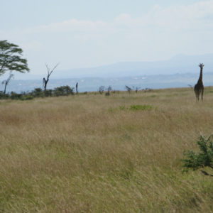 Giraffes in safari Kenya - photography by Jenny SW Lee